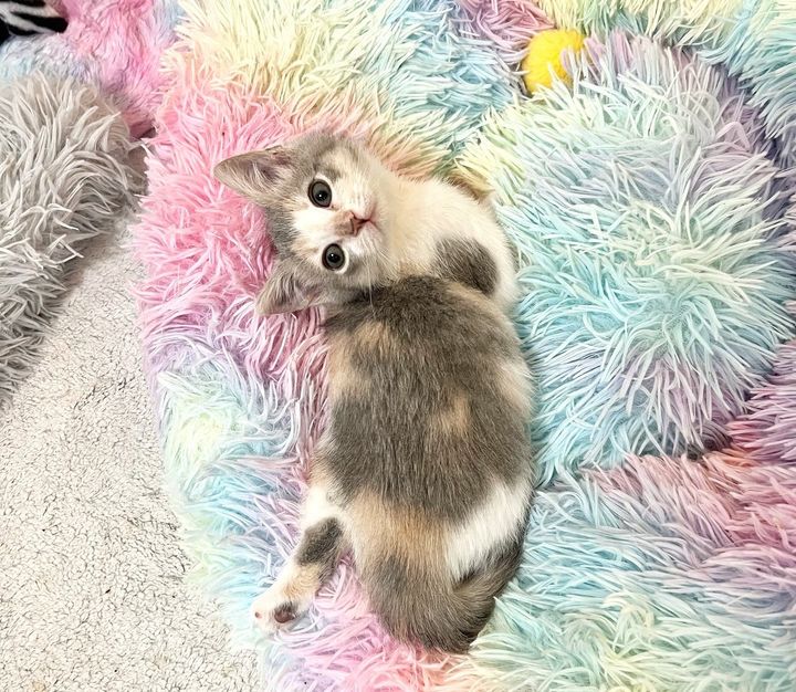 dilute calico kitten